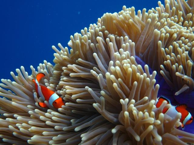 Nemo pulau menjangan
